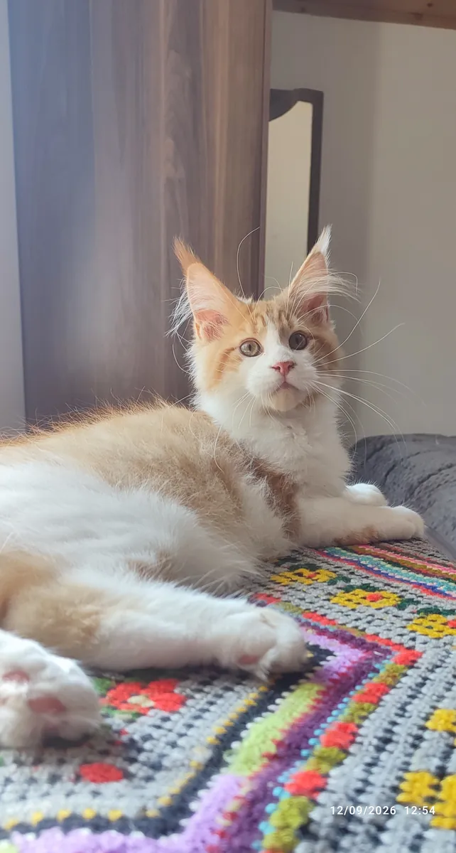 Enregistré auprès de l'association et pedigree complet pure race Maine coon