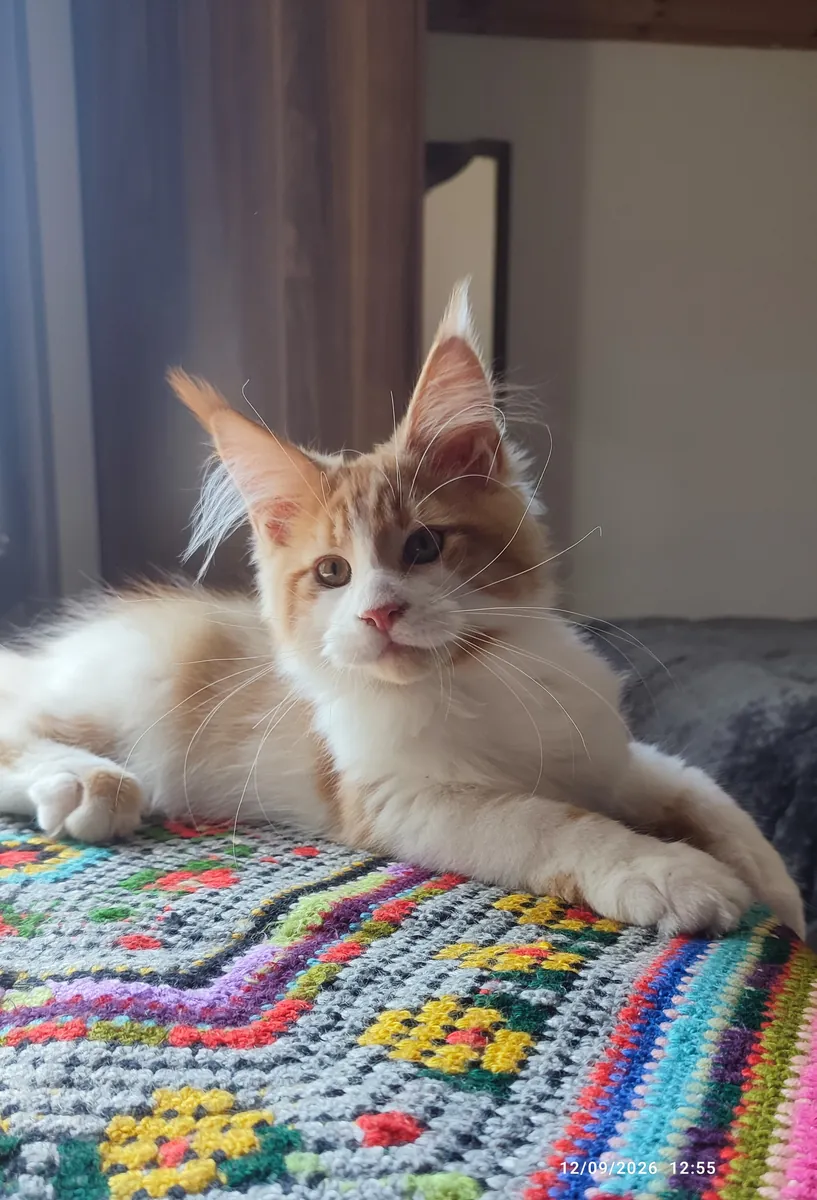 Enregistré auprès de l'association et pedigree complet pure race Maine coon