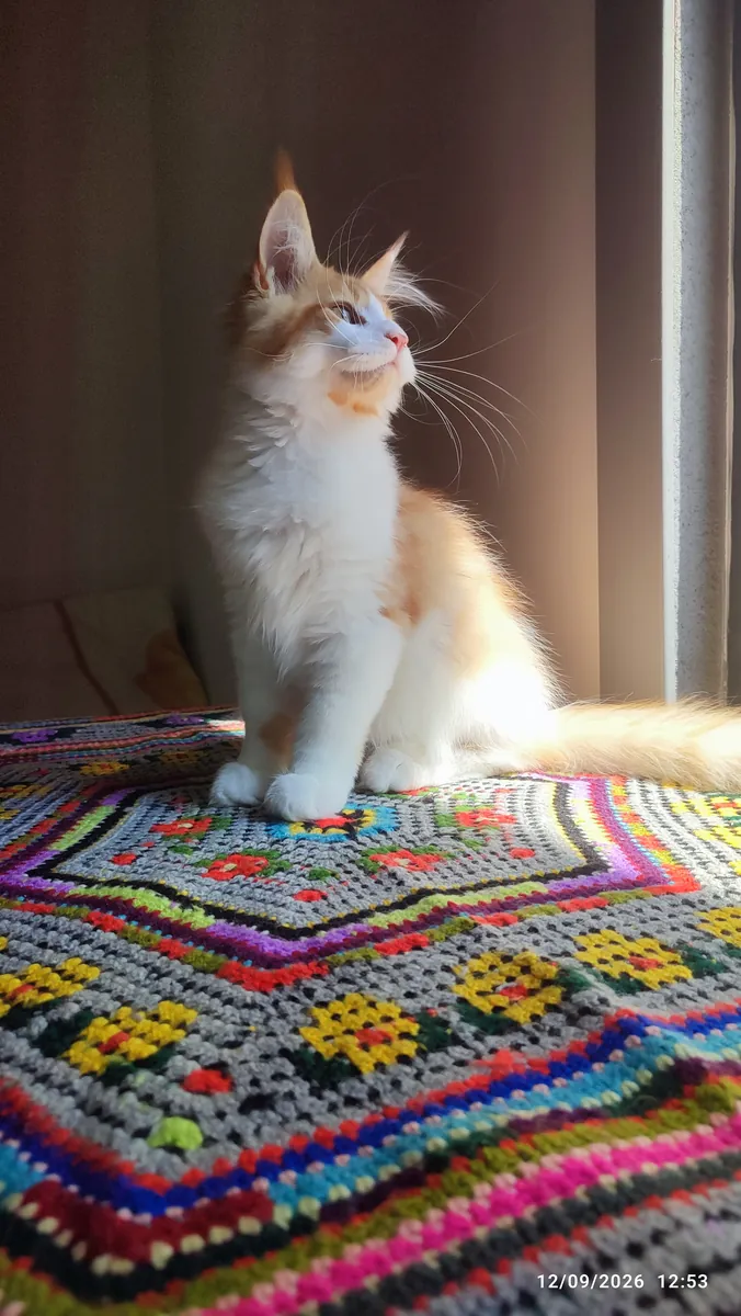 Enregistré auprès de l'association et pedigree complet pure race Maine coon