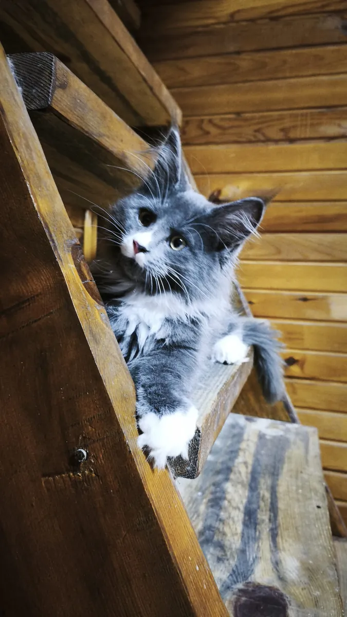 Purebred Mainecoon with all vaccinations and documents registered with the association.