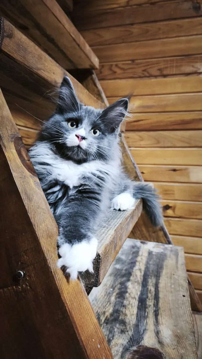 Purebred Mainecoon with all vaccinations and documents registered with the association.