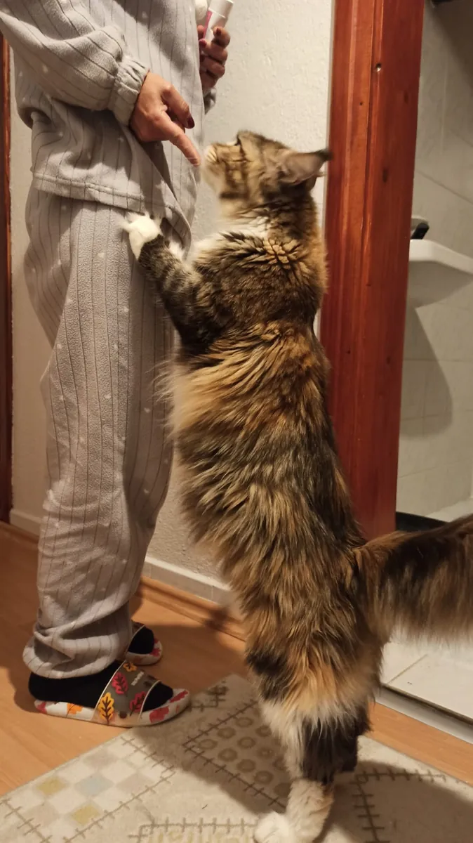 Purebred Mainecoon with all vaccinations and documents registered with the association.