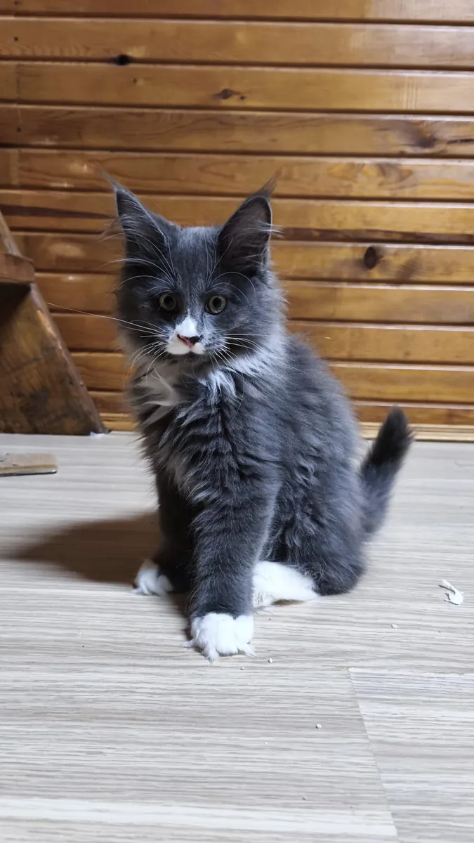 Purebred Mainecoon with all vaccinations and documents registered with the association.