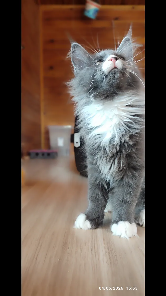 Purebred Mainecoon with all vaccinations and documents registered with the association.
