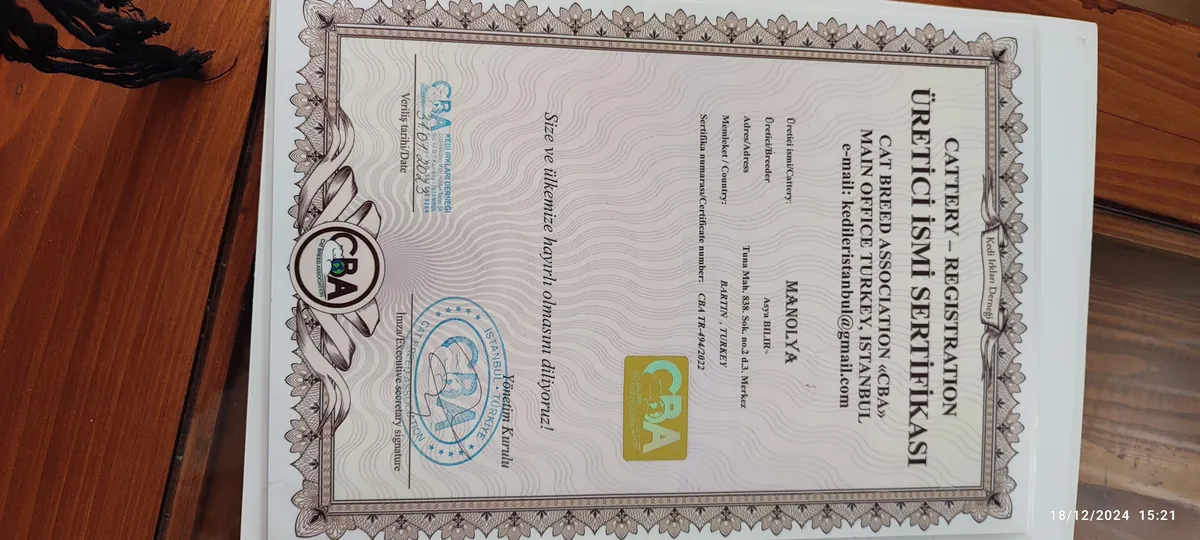 Purebred Mainecoon with all vaccinations and documents registered with the association.