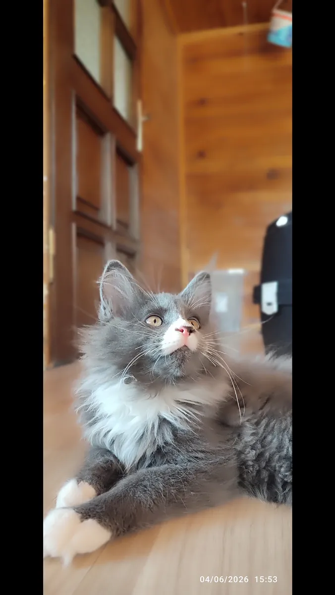 Purebred Mainecoon with all vaccinations and documents registered with the association.