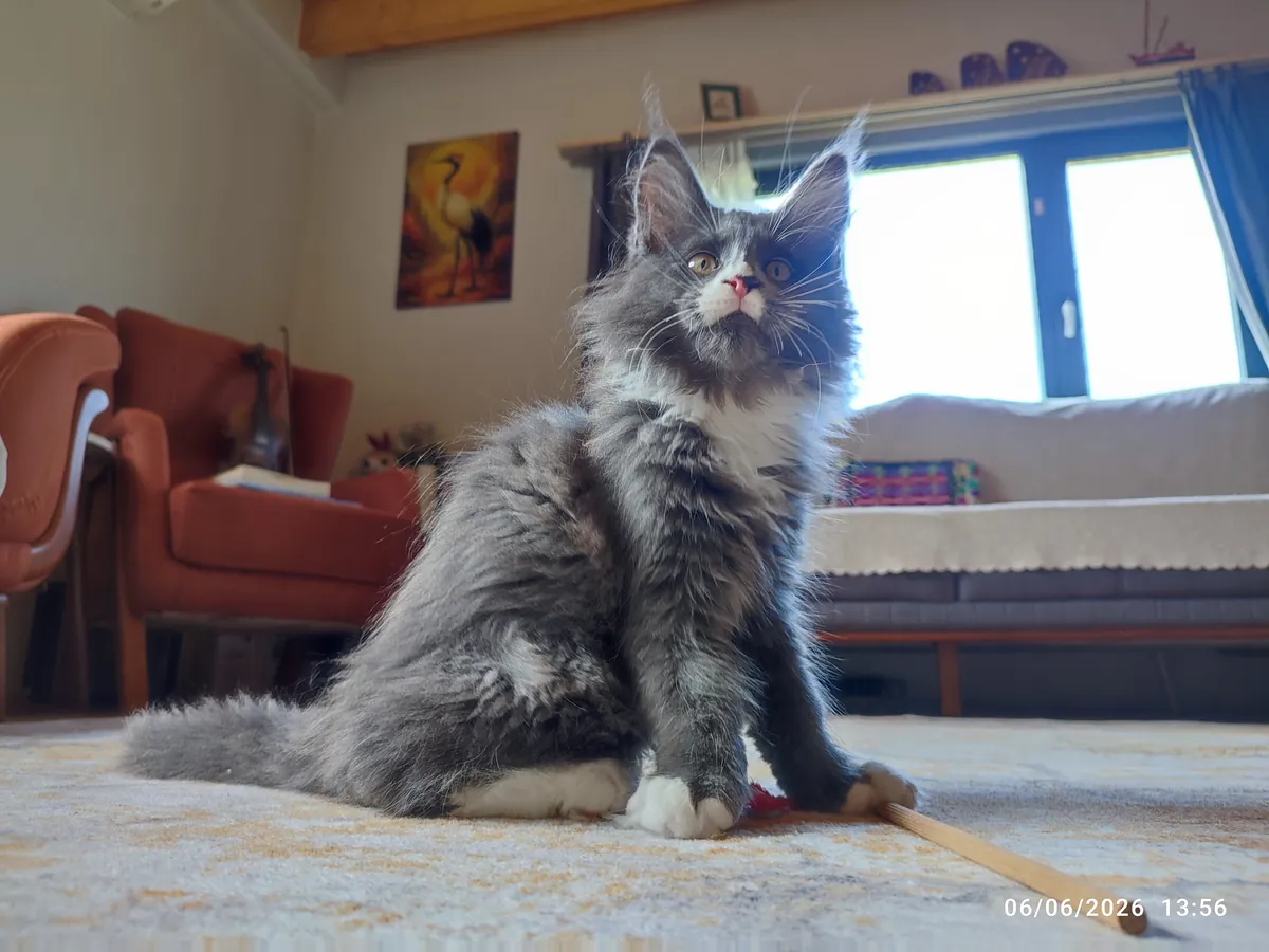 Cachorro gigante de 3 meses, totalmente vacunado, con pasaporte, microchip y pedigrí.