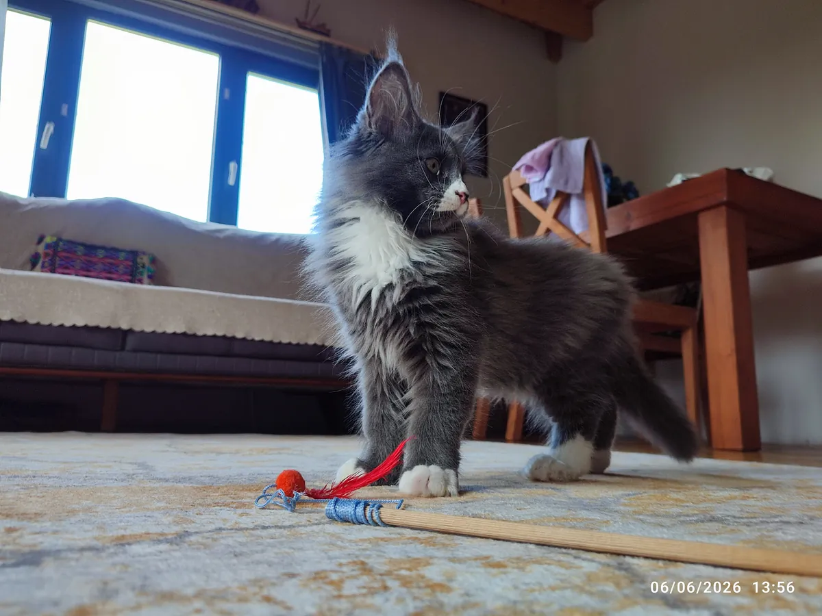 Cachorro gigante de 3 meses, totalmente vacunado, con pasaporte, microchip y pedigrí.