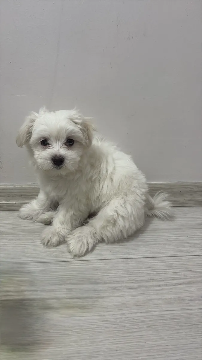 Ücretsiz sahiplendirme Maltese 