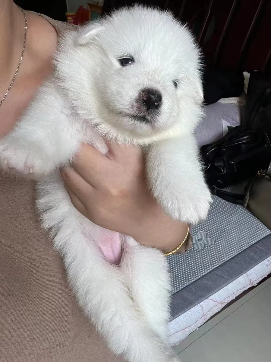 Улыбающийся ангел самоед