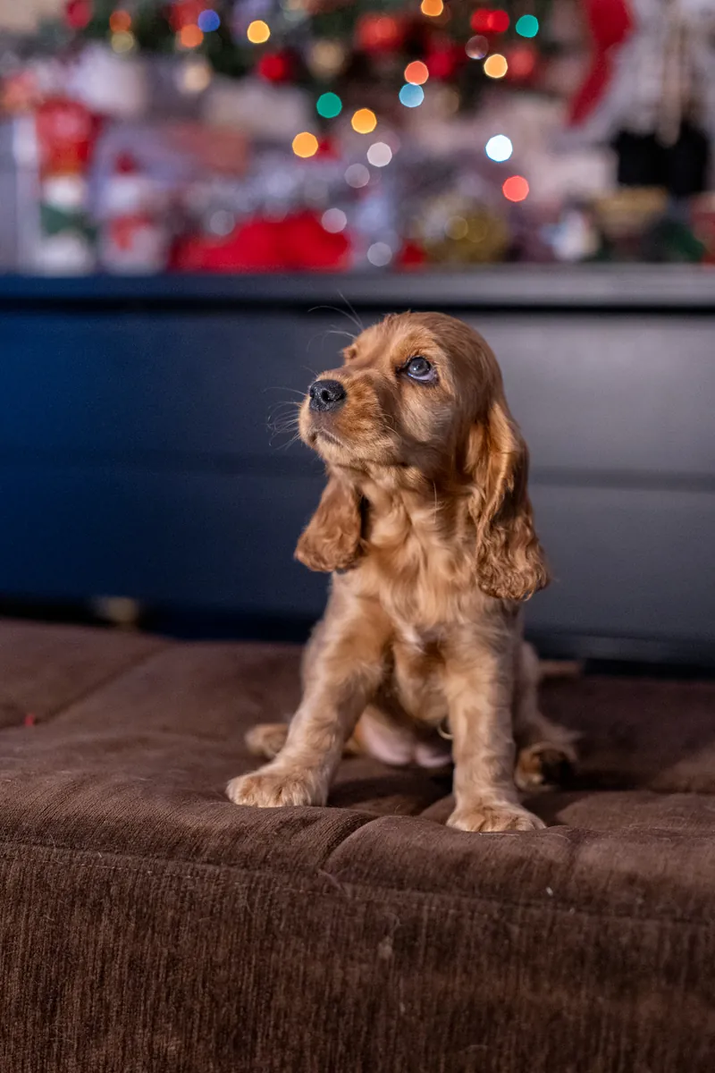 COCKER SPANİEL KRALİYET AİLESİNDEN 