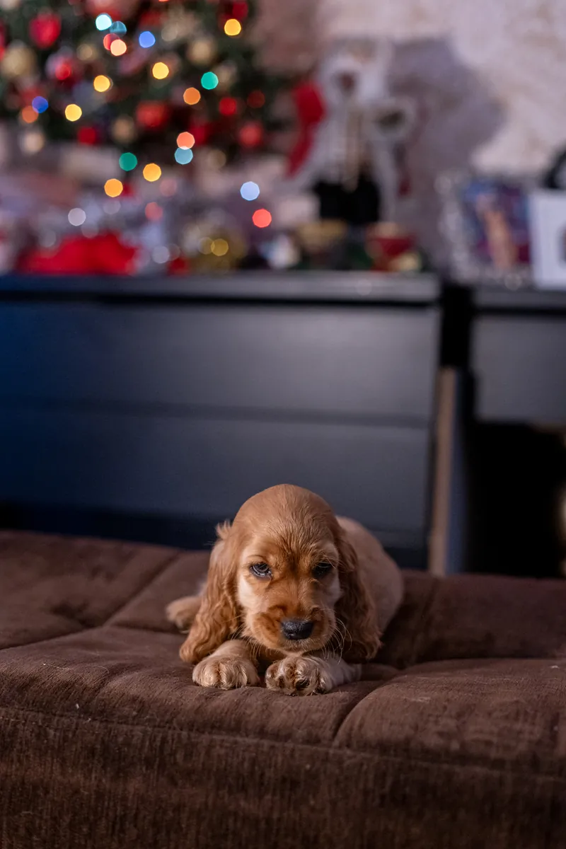 COCKER SPANİEL KRALİYET AİLESİNDEN 