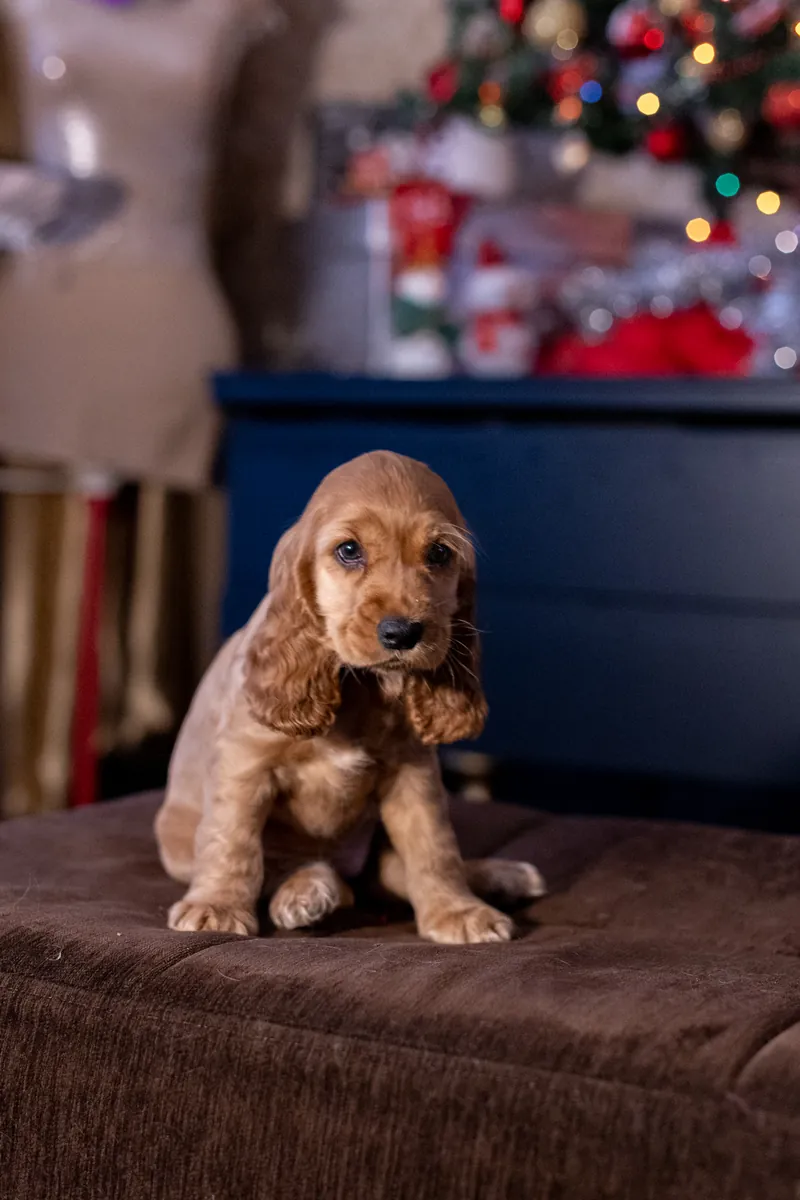 COCKER SPANİEL KRALİYET AİLESİNDEN 