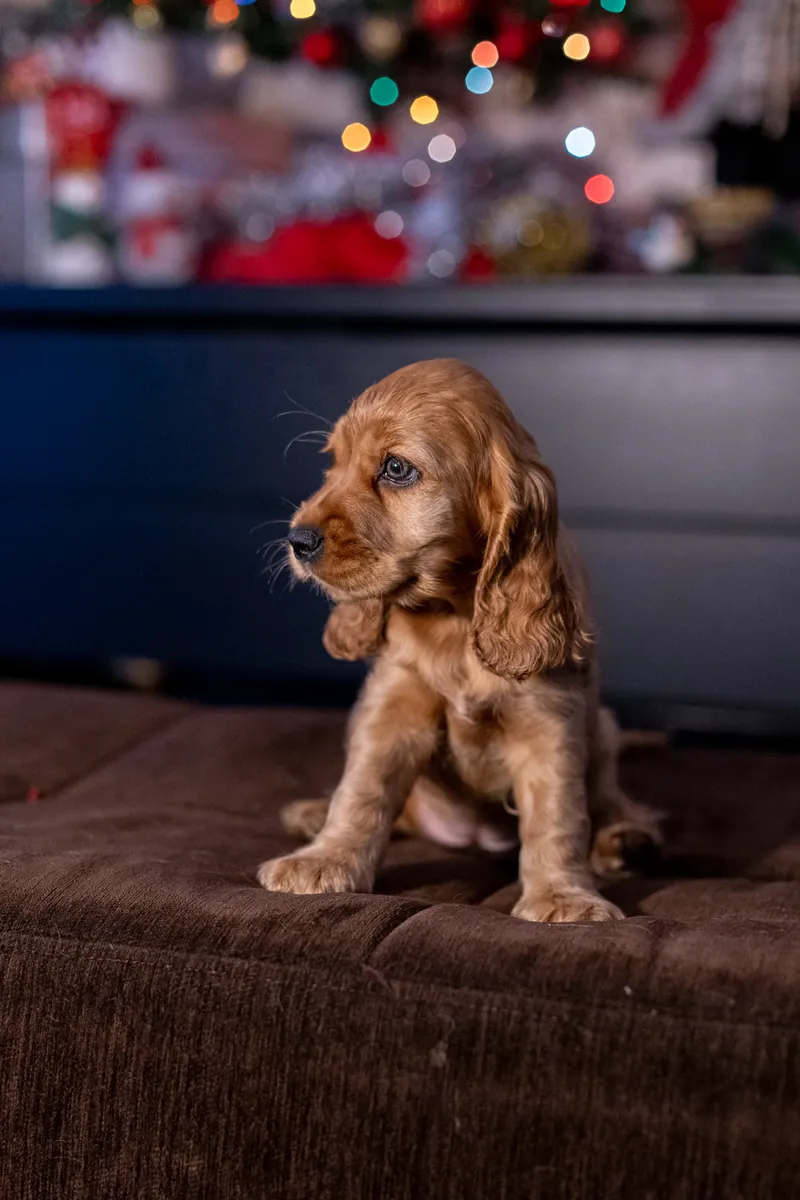 COCKER SPANİEL KRALİYET AİLESİNDEN 