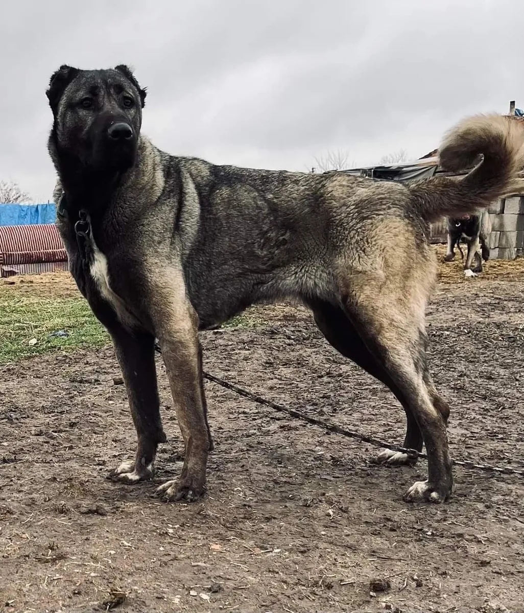 Sadık ve koruyucu Anadolu Çoban Köpeği sahiplendirilecektir