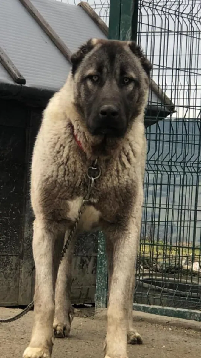Sadık ve koruyucu Anadolu Çoban Köpeği sahiplendirilecektir