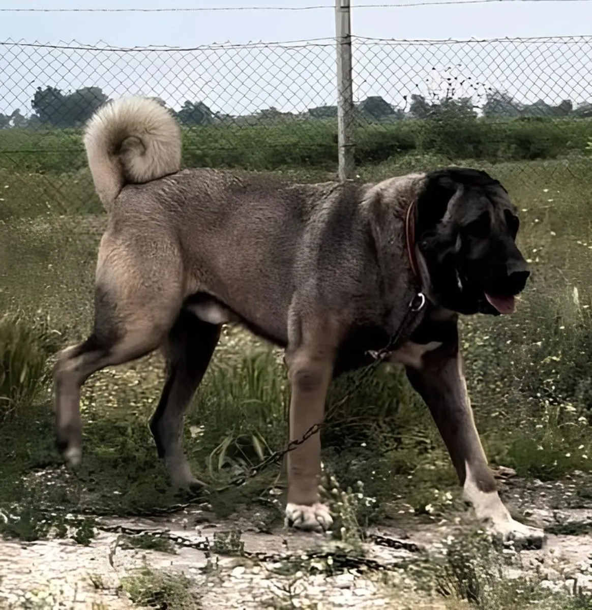 Sadık ve koruyucu Anadolu Çoban Köpeği sahiplendirilecektir
