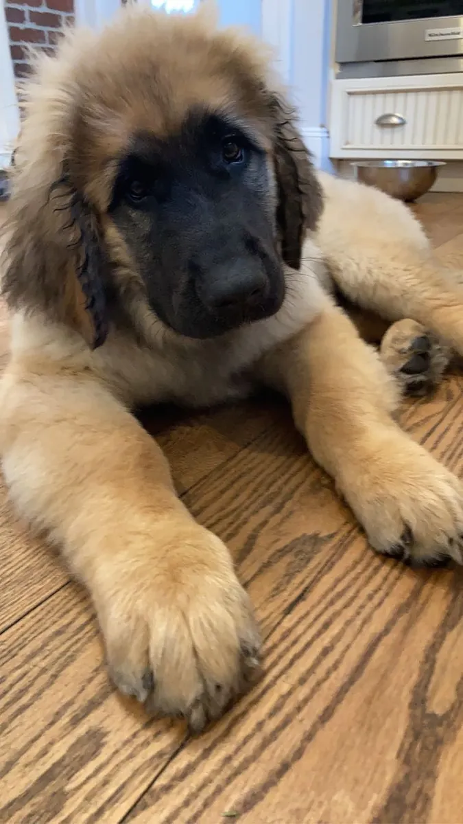 Aile dostu, sakin Leonberger sahiplendirilecektir