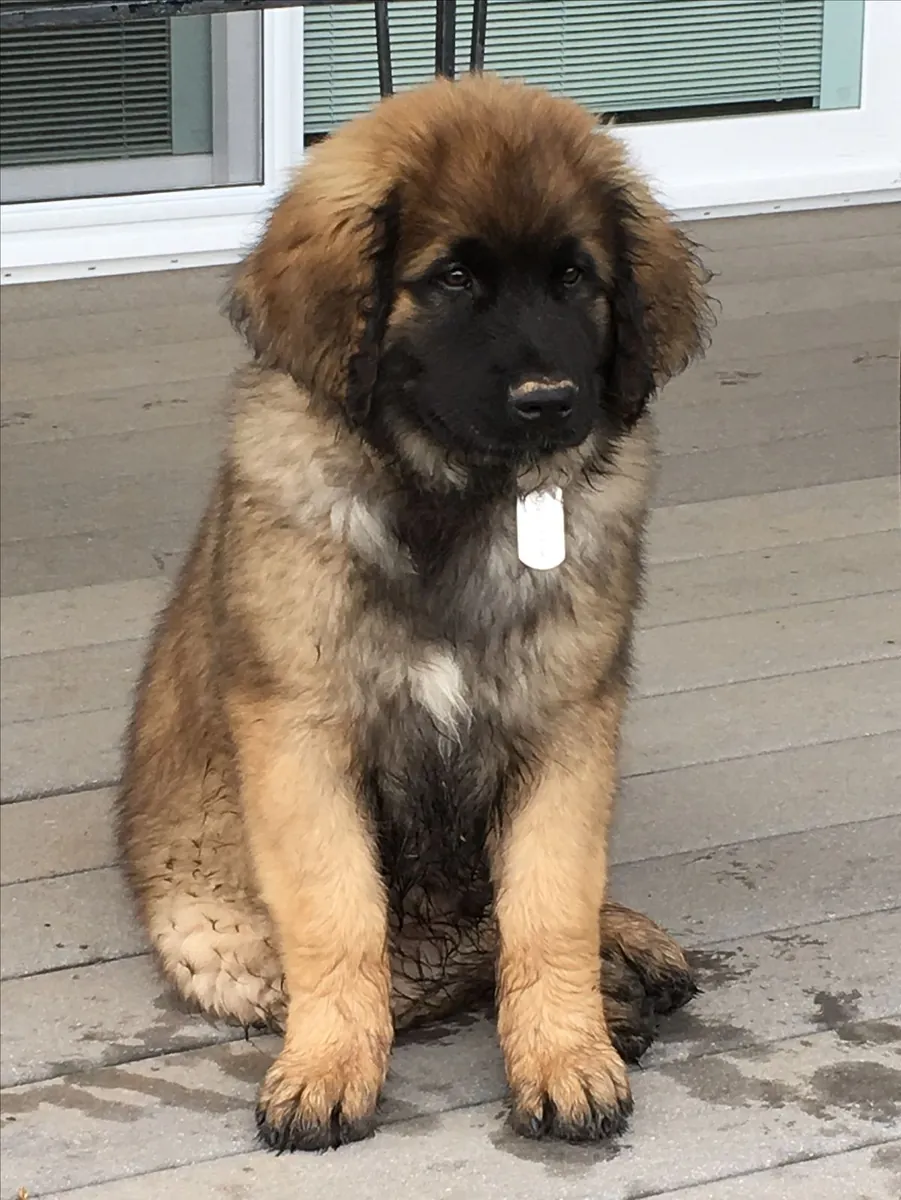 Aile dostu, sakin Leonberger sahiplendirilecektir