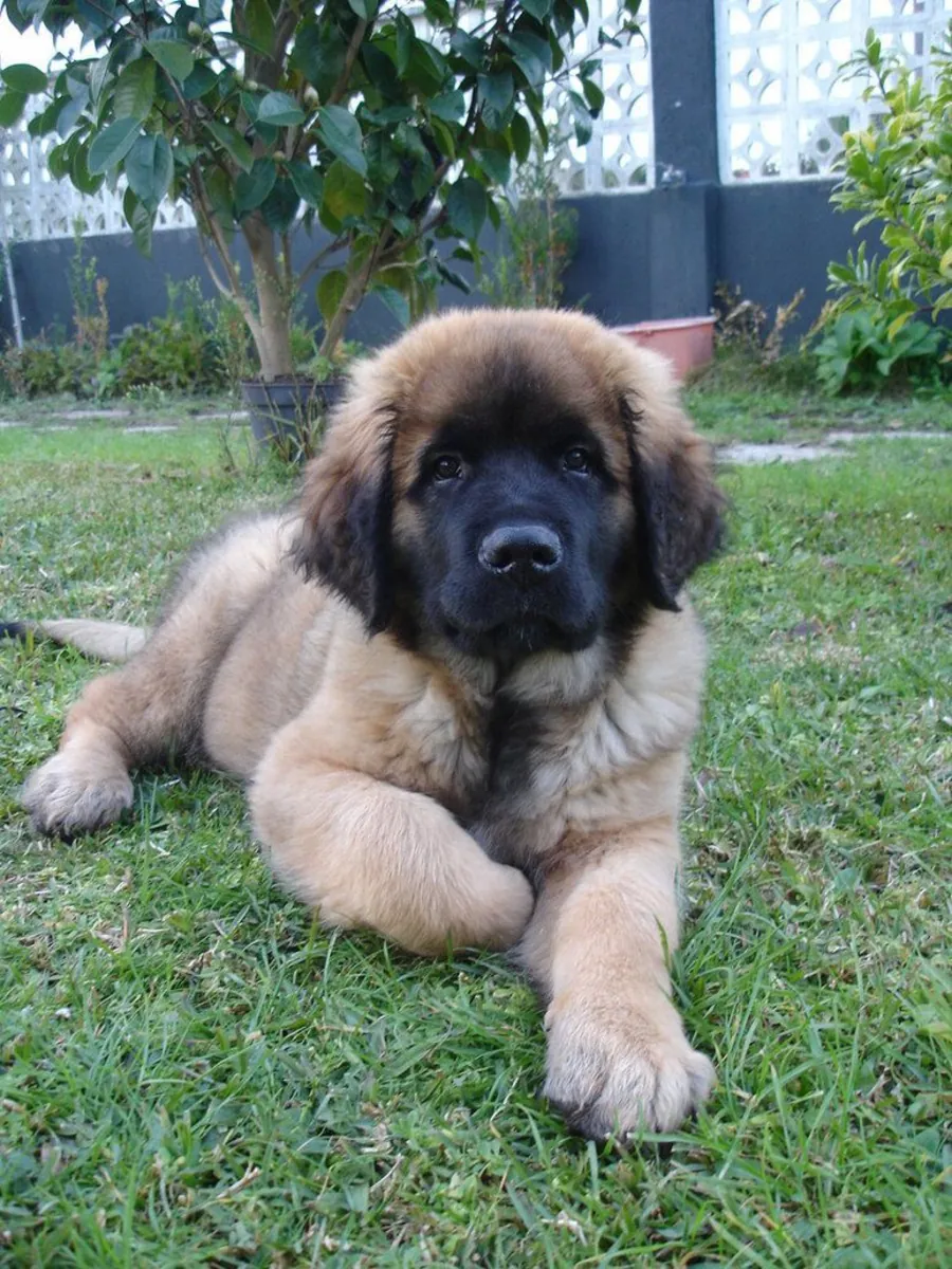 Aile dostu, sakin Leonberger sahiplendirilecektir