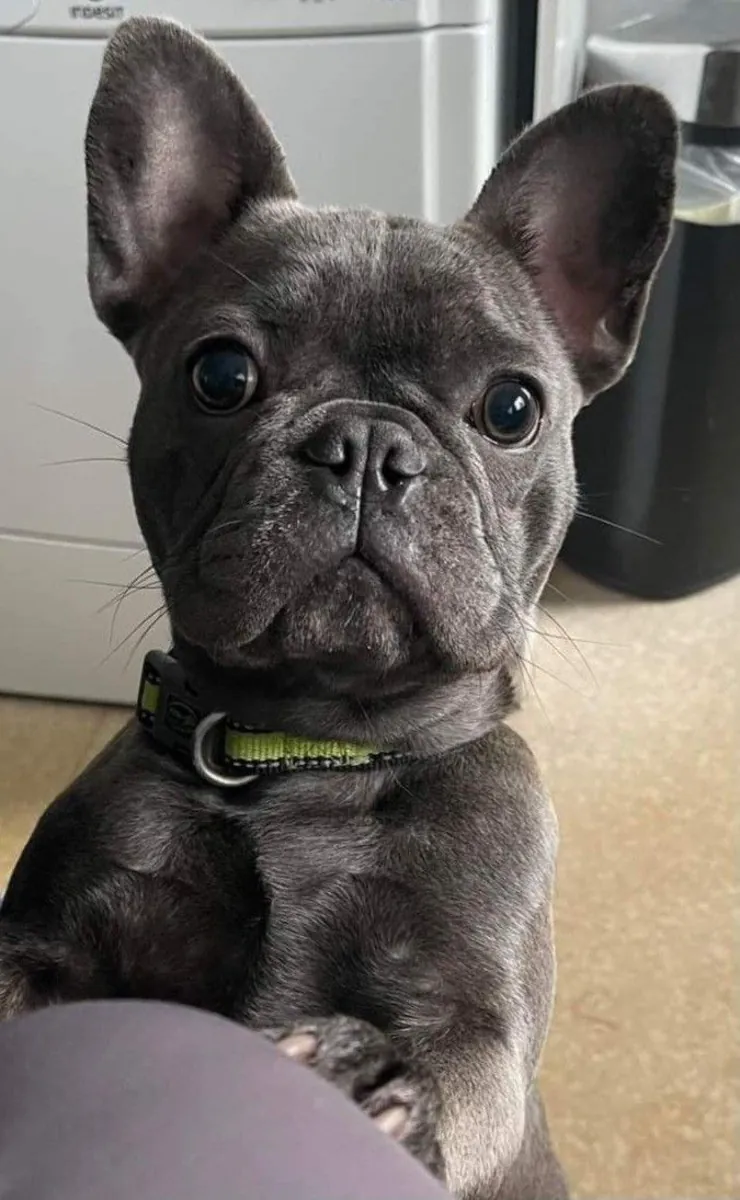 Sosyal ve sevecen French Bulldog sahiplendiriliyor