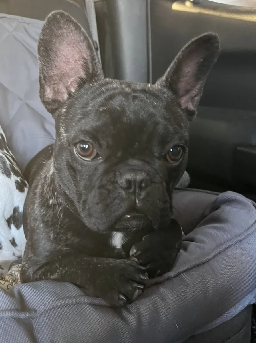Sosyal ve sevecen French Bulldog sahiplendiriliyor