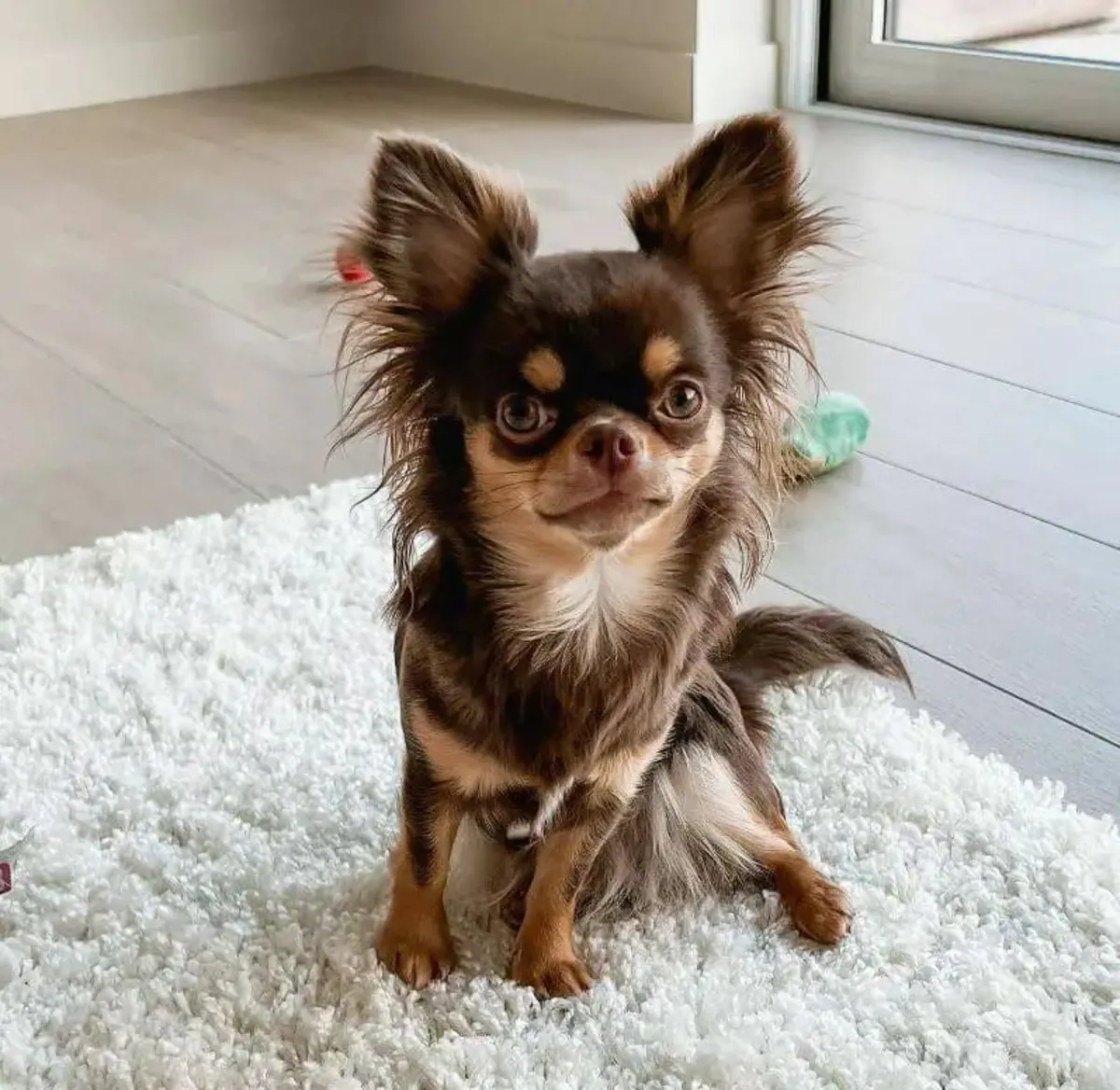 Küçük ama karakteri büyük Chihuahua sahiplendiriliyor