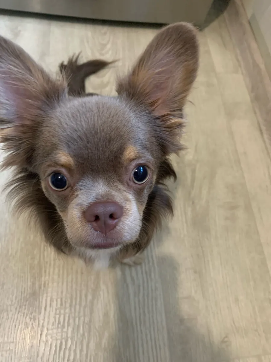 Küçük ama karakteri büyük Chihuahua sahiplendiriliyor