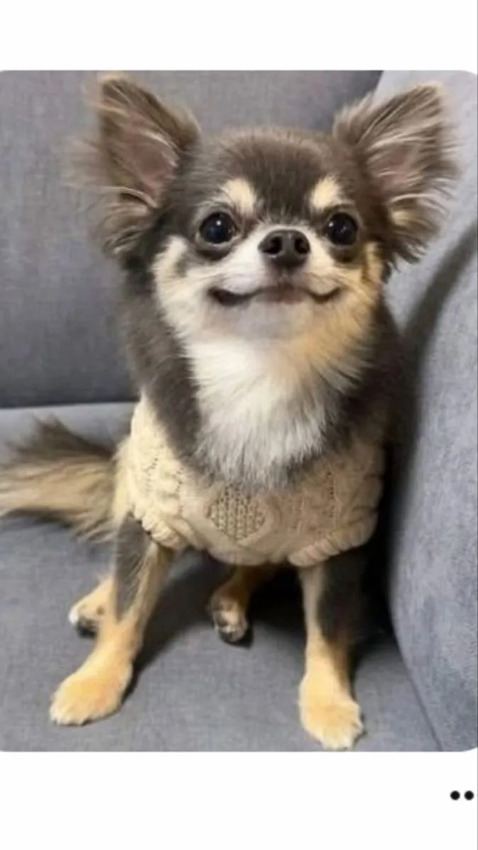 Küçük ama karakteri büyük Chihuahua sahiplendiriliyor