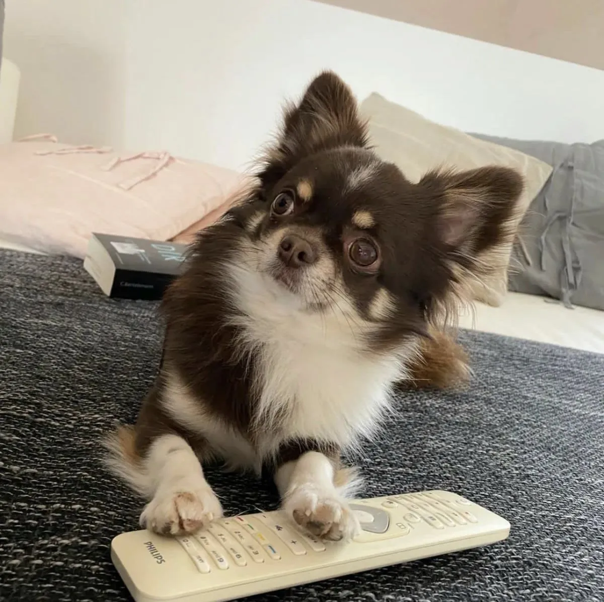 Küçük ama karakteri büyük Chihuahua sahiplendiriliyor