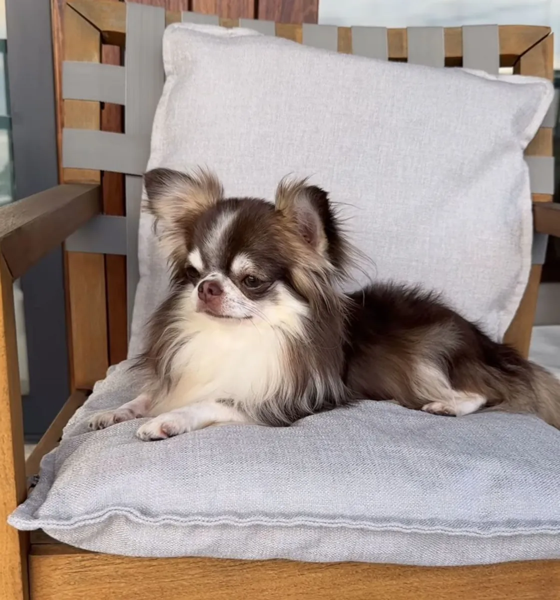 Küçük ama karakteri büyük Chihuahua sahiplendiriliyor