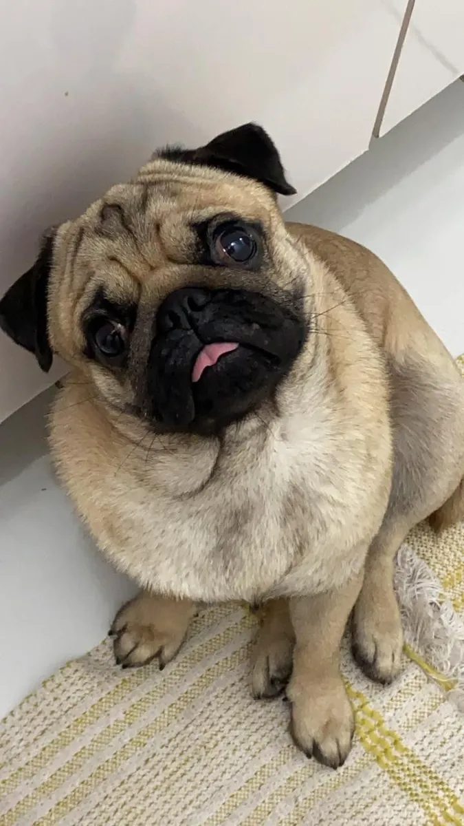 Maraz ali köpeğimi sahiplendirmek istiyorum