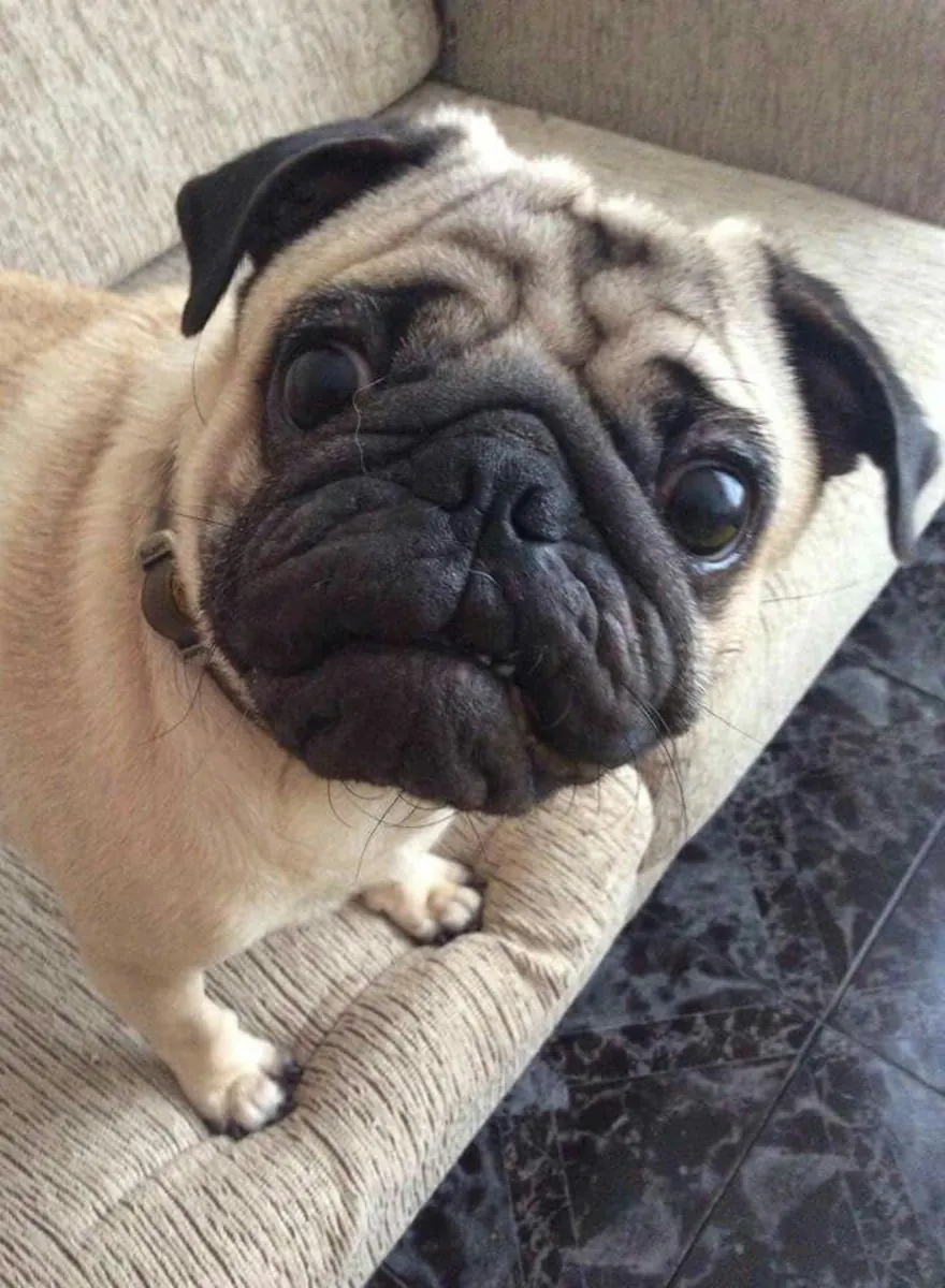 Maraz ali köpeğimi sahiplendirmek istiyorum