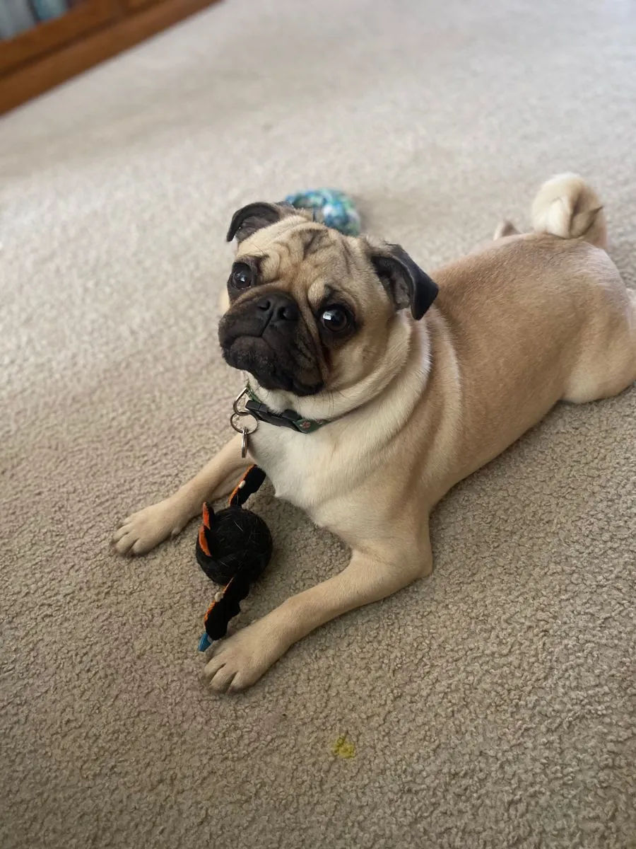 Maraz ali köpeğimi sahiplendirmek istiyorum