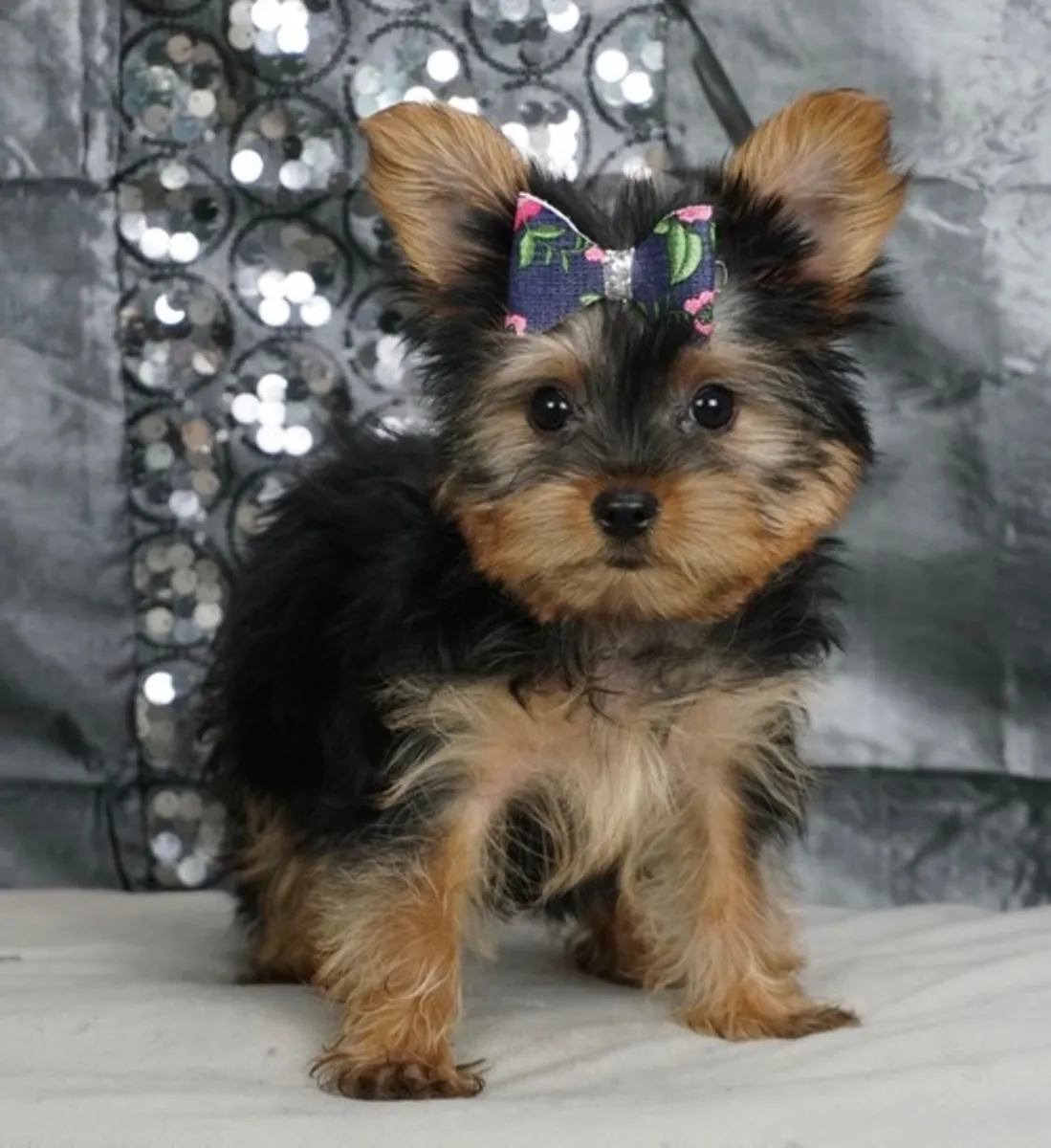 Adorables chiots Yorkshire
