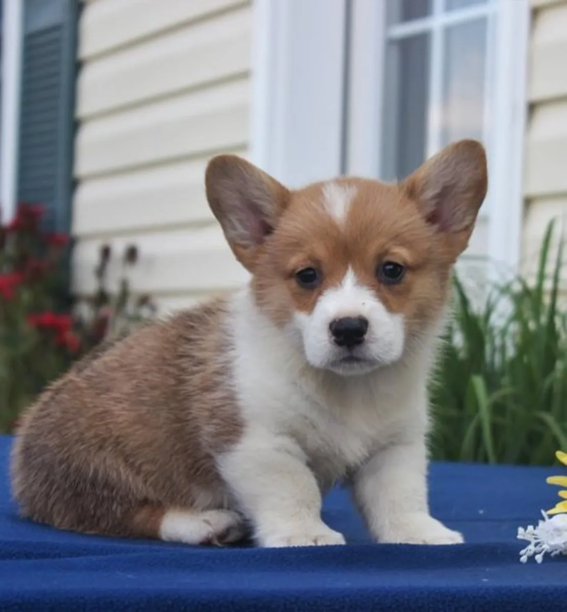 Chiots Welsh Pembrokeshire Corgi - Inscrits au Kennel Club