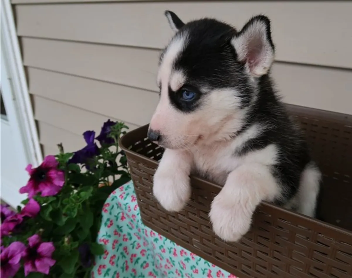 Chiots Husky Sibérien de race pure