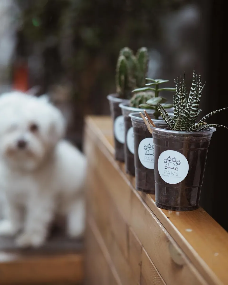 Paw Coffee Bodrum - Muğla