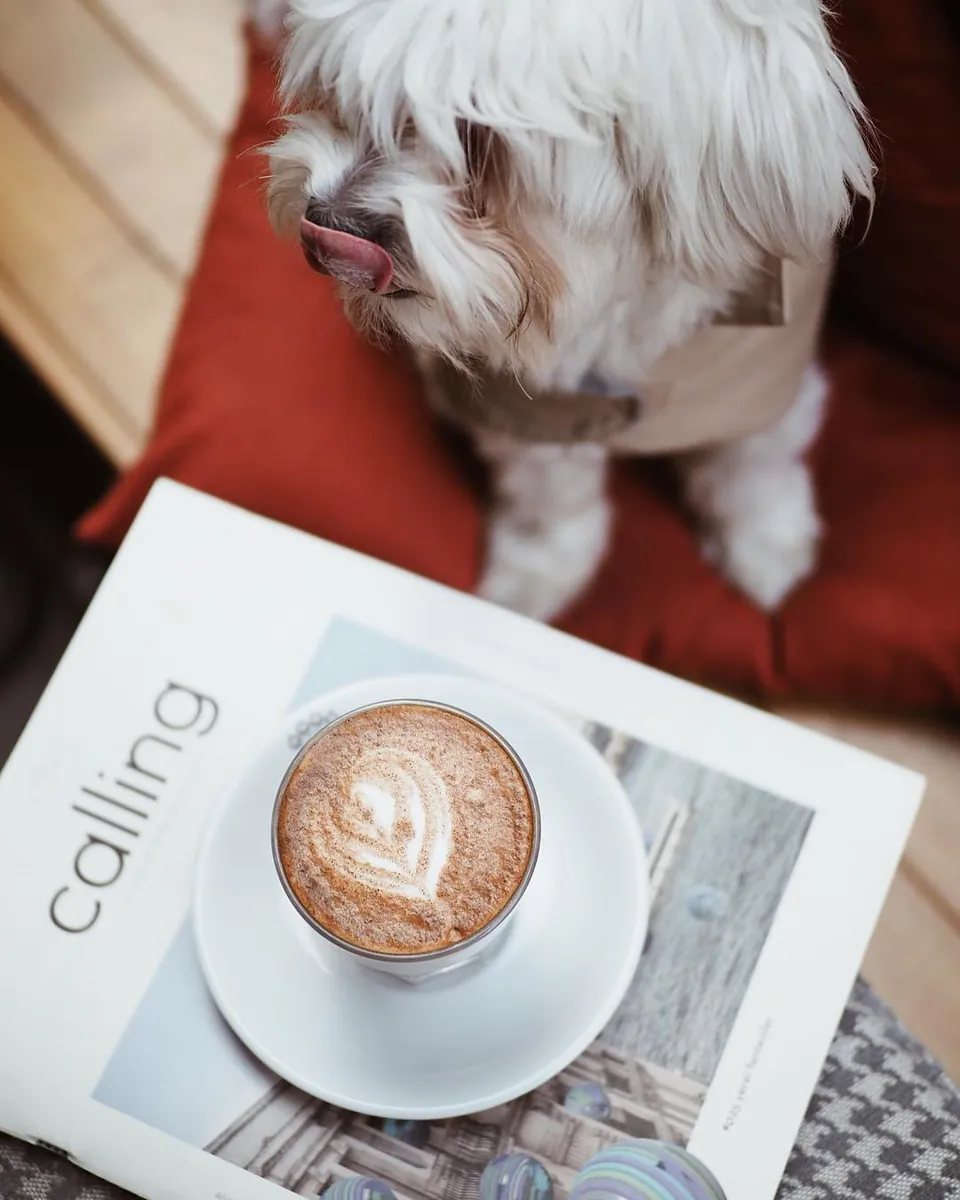 Paw Coffee Bodrum - Muğla