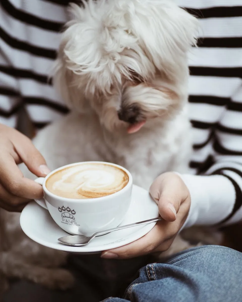 Paw Coffee Bodrum - Muğla