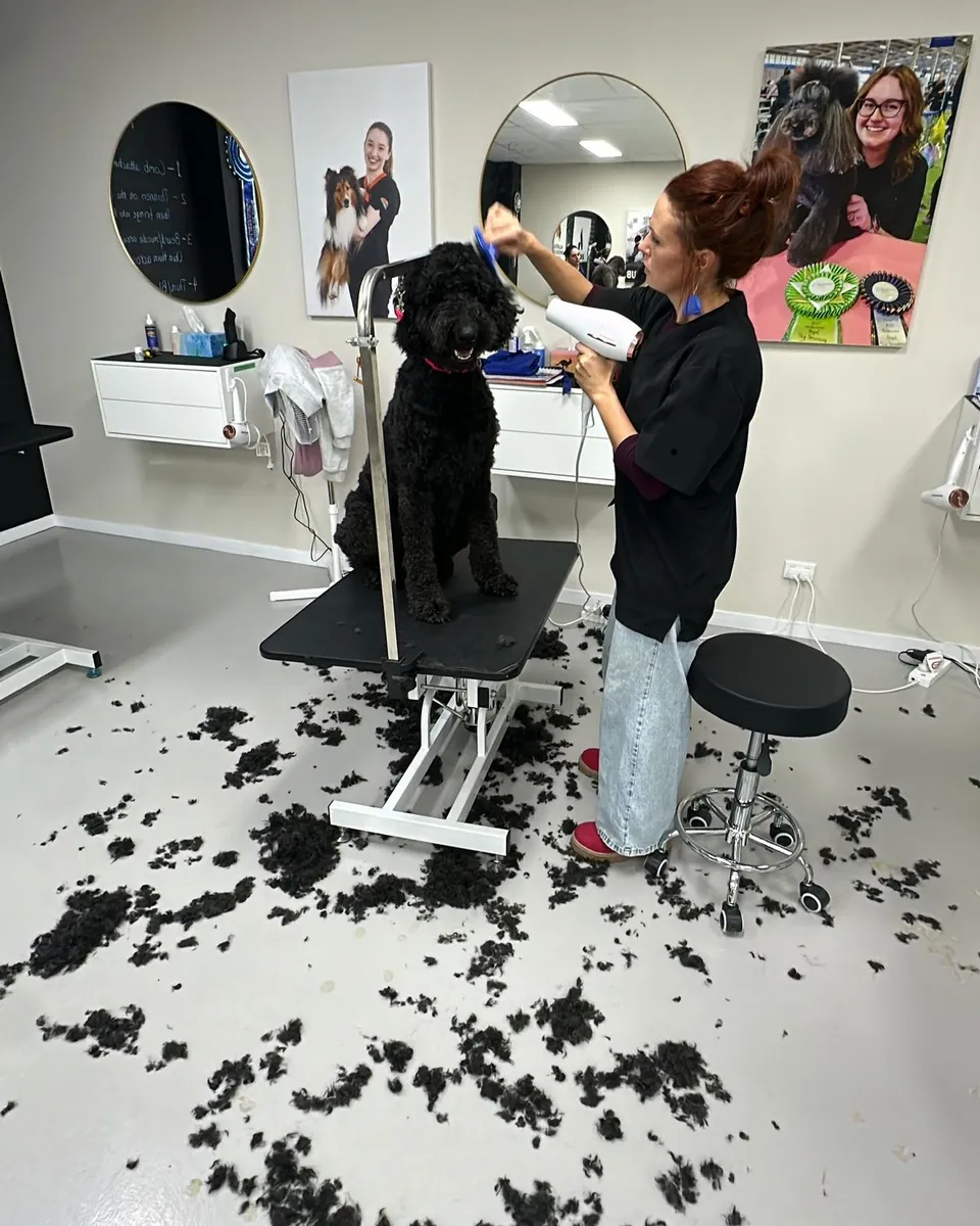 Servicio profesional de peluquería y spa para mascotas: The Pet Grooming Pet Shop - İstanbul