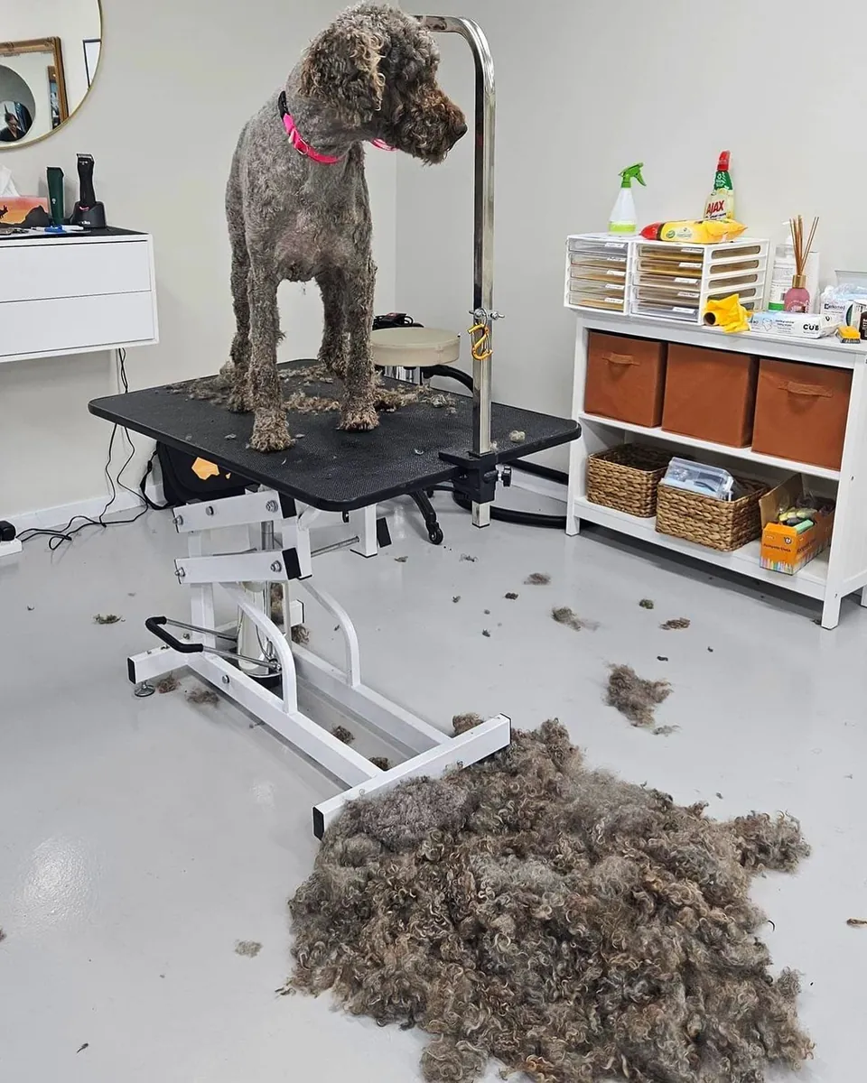 Servicio profesional de peluquería y spa para mascotas: The Pet Grooming Pet Shop - İstanbul