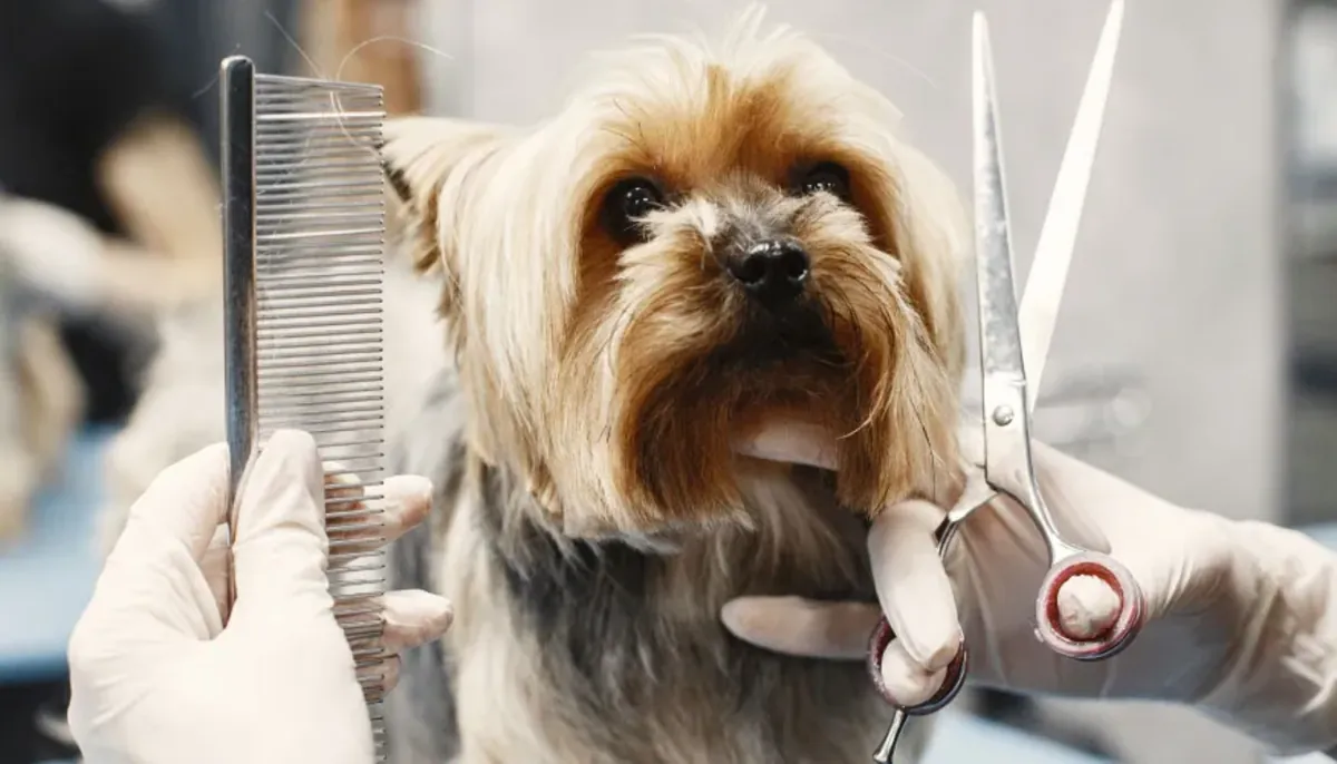 Servicio profesional de peluquería y spa para mascotas: The Pet Grooming Pet Shop - İstanbul