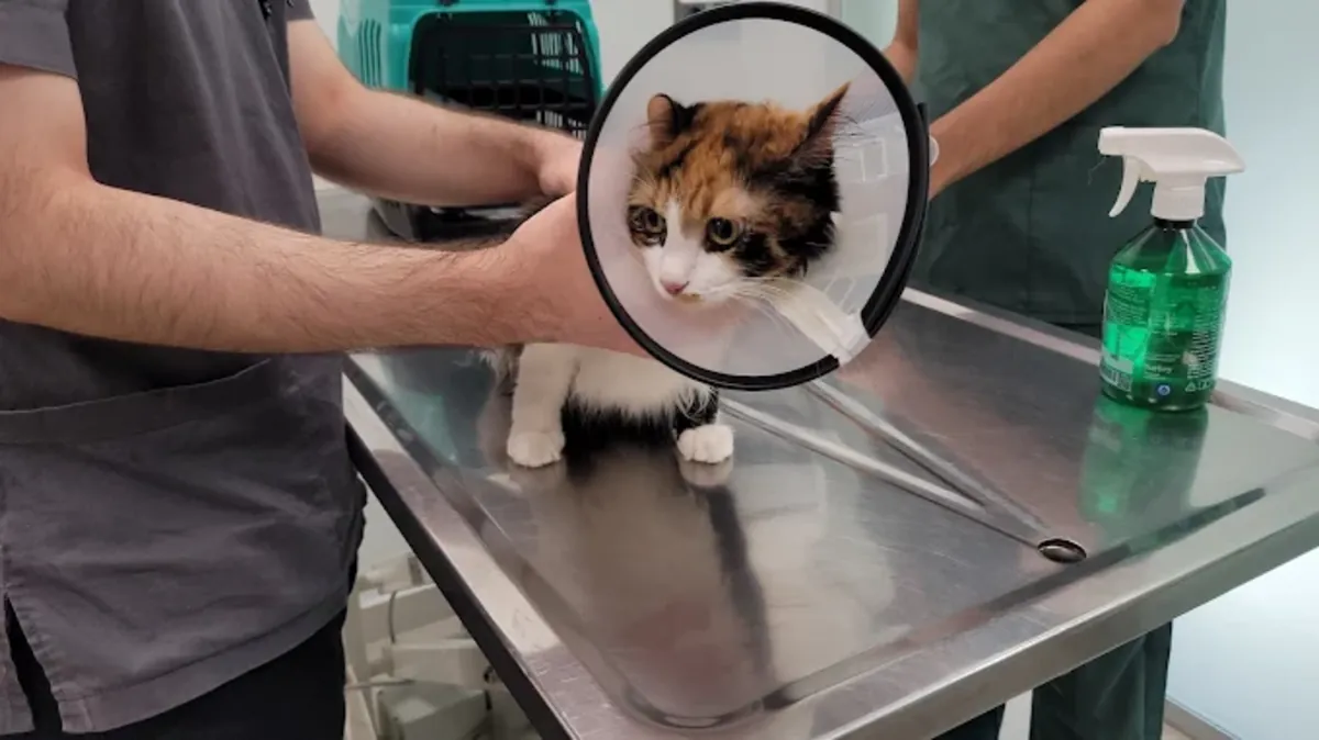 Clínica Veterinaria Ataşehir 7/24 – Servicios Veterinarios de Urgencia y Cuidados Intensivos - İstanbul