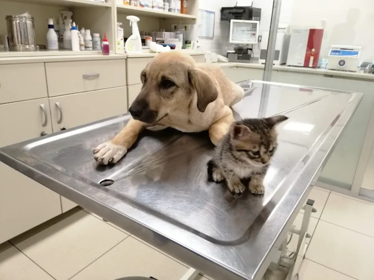 Clínica Veterinaria Ataşehir 7/24 – Servicios Veterinarios de Urgencia y Cuidados Intensivos - İstanbul
