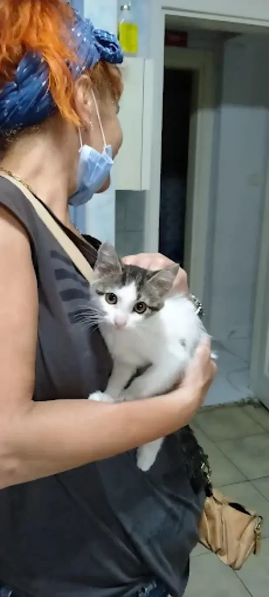 Clínica Veterinaria Vet Station: Servicios Veterinarios para Bebés, Urgencias y Rutinas - İstanbul