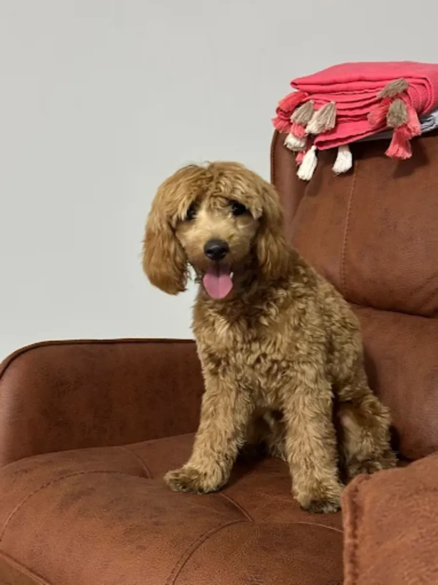 Mamalı Pati Pet Hotel & Grooming – Ümraniye / Servicios de aseo, hotel y guardería - İstanbul