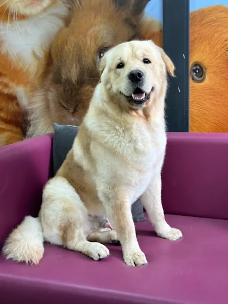 Mamalı Pati Pet Hotel & Grooming – Ümraniye / Servicios de aseo, hotel y guardería - İstanbul