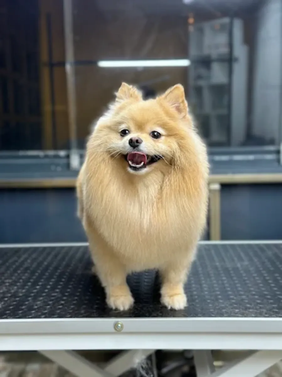 Mamalı Pati Pet Hotel & Grooming – Ümraniye / Servicios de aseo, hotel y guardería - İstanbul