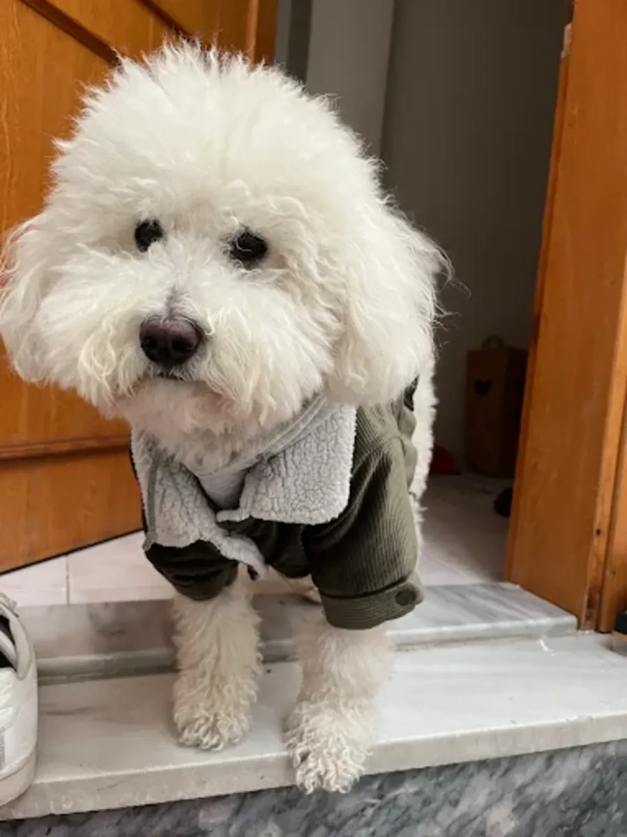 Mamalı Pati Pet Hotel & Grooming – Ümraniye / Servicios de aseo, hotel y guardería - İstanbul